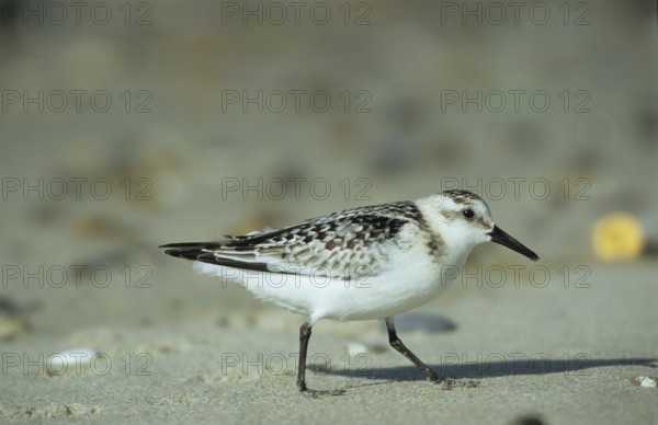 Sanderling (Calidris alba)