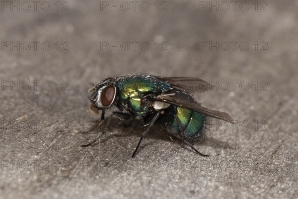 Emperor gold fly (Lucilia sericata)