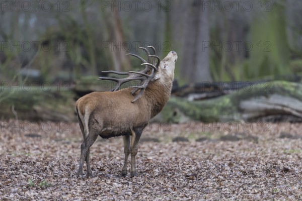 Red deer (Cervus elaphus)