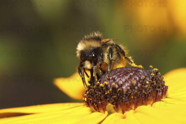 Large earth bumblebee on coneflower (Bombus terrestris)