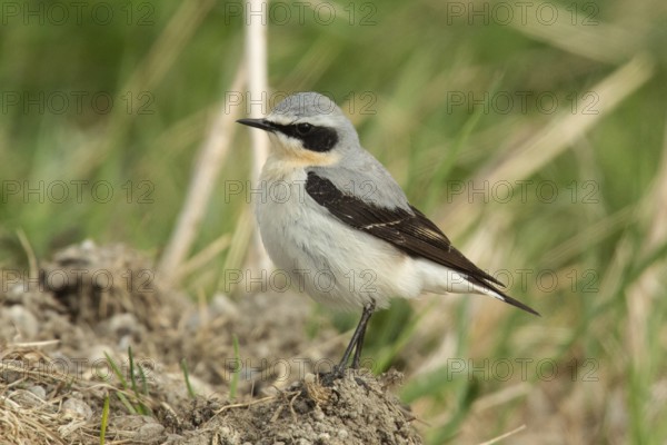 Wheatear (Oenanthe oenanthe)