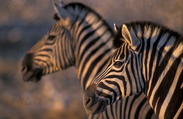 Plains zebra (Equus burchelli)