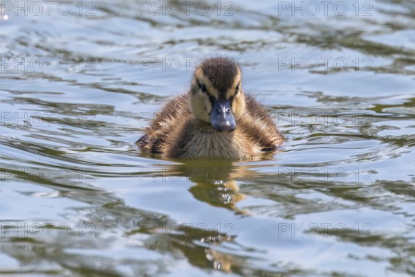 Mallard Duck Baby on water surface, Ducklings Swimming
