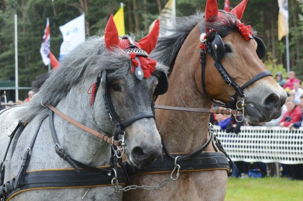 Cold-blooded horses as the titans of the race in Brück, Brandenburg