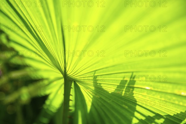 An image of a green palm leaf background