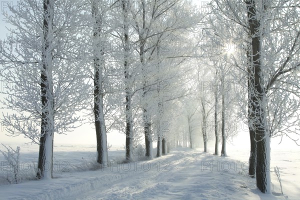 Winter rural road between the trees covered with frost at dawn, Poland