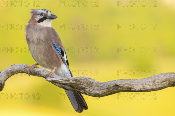 Jay, European Jay, Jay, eurasian jay (Garrulus glandarius), Geai des chênes, Arrendajo Común, Arrendajo, on perch, summer, Ormoz area, Ormoz, Podravska, Slovenia