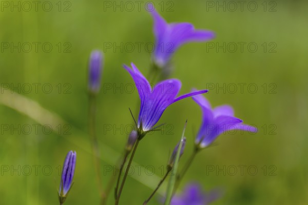 Meadow bellflower, Campanula patula, Veitsch, Styria, Austria