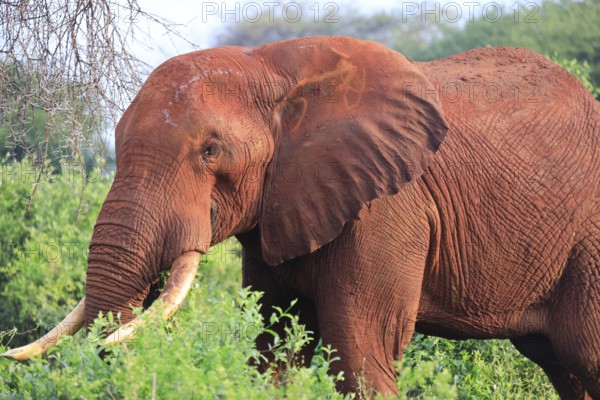 Elephants with red skin because of dust in Tsavo East National Park, Kenya