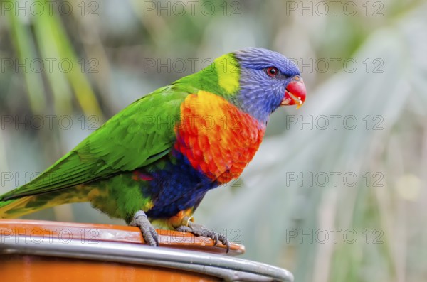 Allcolour lorikeet
