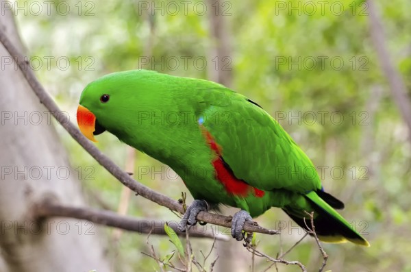 Noble parrot