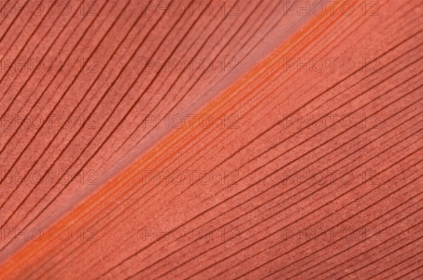 Living Coral color. Natural background of red leaf. Close up leaf surface