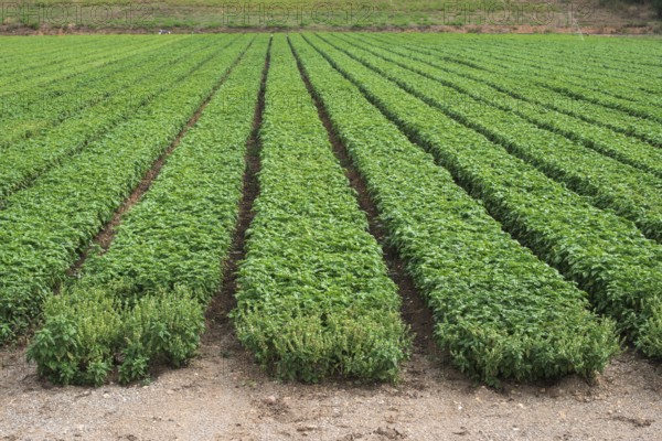 Field planted with basil. Agriculture land