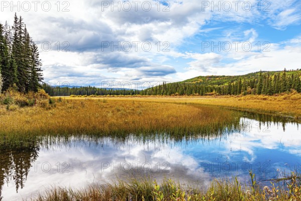 Autumn trip to the west of Canada. The cold shallow lake is surrounded by an evergreen forest. The tall grass turned yellow. The smooth lake surface reflects the cloudy sky and slender fir trees