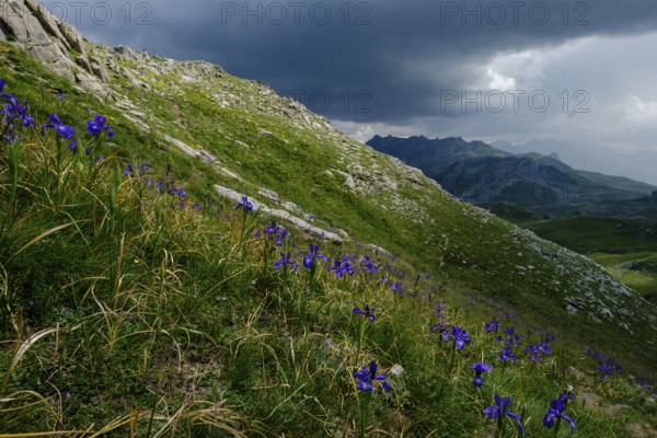 Blue lily (Iris latifolia), col de Anéou, Ayous lakes tour, Pyrenees National Park, Pyrenees Atlantiques, France