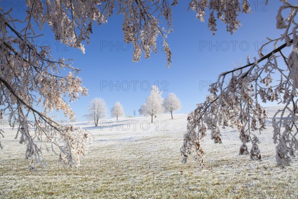Snow and hearfrost covered trees in the frosty morning. Amazing winter landscape