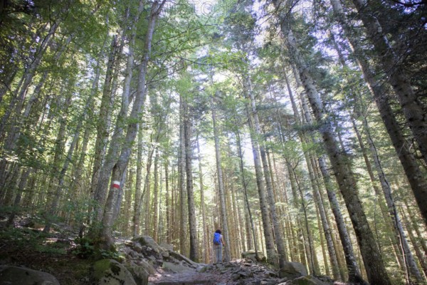 Photographic documentation of the view of a large forest in the spring season