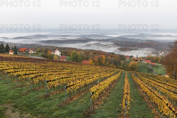 Autumn atmosphere in the early morning, vineyard, fog drifts through the hilly landscape in the valley, St. Andrä-Höch, Sausal wine country, Styria, Austria
