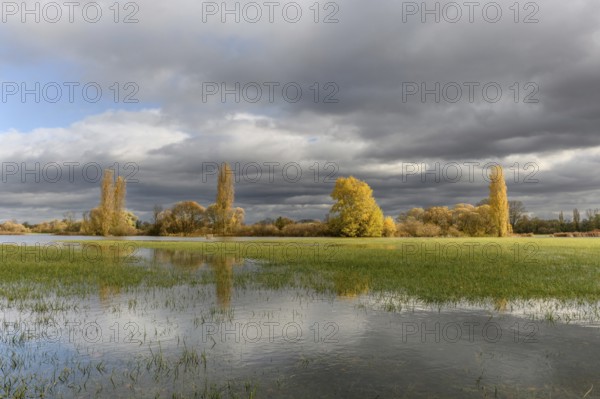 Flooded meadow after heavy rains. Autumn landscape. Bas-Rhin, Collectivite europeenne d'Alsace, Grand Est, France