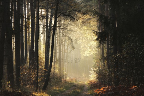 A dirt road through the forest on an autumn morning