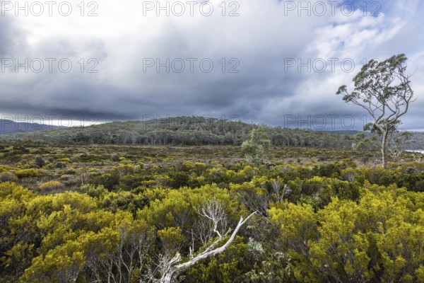 The stunning Lake Dobson on the Pandani Grove Nature Walk on a cold summer's afternoon in Tasmania, Australia, Derwent Valley, Australia