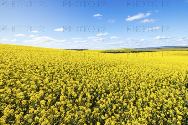 Fields of canola shine on a clear sunny day near Beveridge between old Sydney Rd and the Hume Hwy in Melbourne, Victoria, Australia