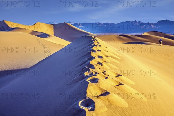 Tourist photographer with a photo bag is walking among the dunes. USA. Death Valley. Desert morning in Mesquite Flat Sand Dunes. Various traces are visible along the crest of the dune