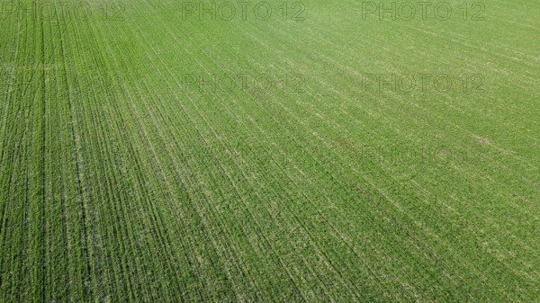 Aerial View Green Field from above