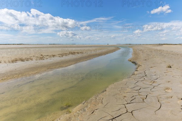 Typical landscape in a lagoon of the Rhone delta in the Camargue. Saintes Maries de la Mer, Parc naturel regional, Arles, Bouches du Rhone, Provence Alpes Cote d'Azur, France