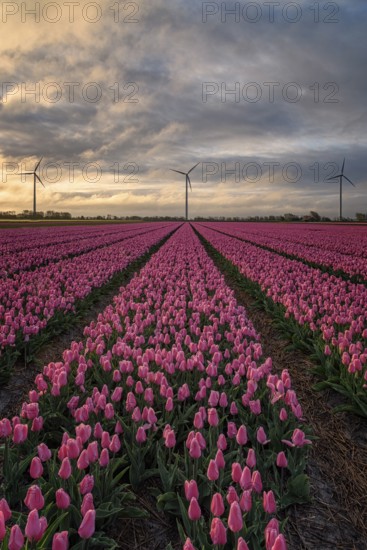 Multicolored flowers, tulip in the fields in the Netherlands with wind turbines