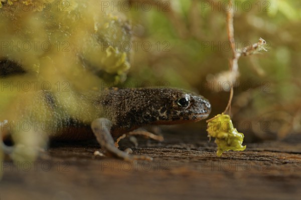 Alpine newt on a wet. leaves and lichens. Hessen, Germany