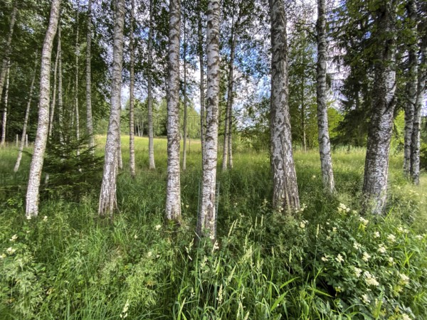 A row of birch trees at the lake of Bad Bayersoien in the Bavarian Alps, Germany