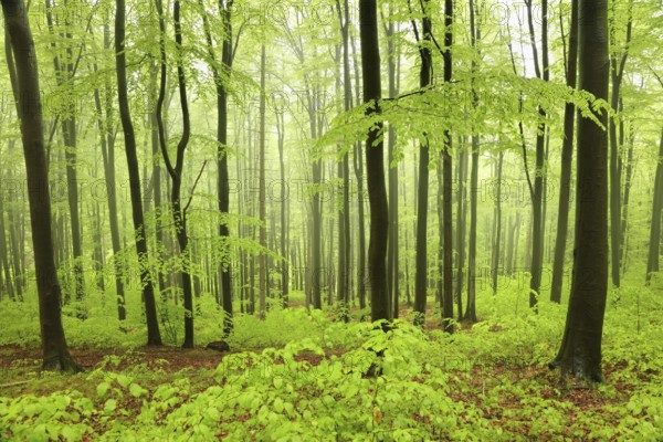 Beech trees in spring forest on a mountain slope in foggy, rainy weather