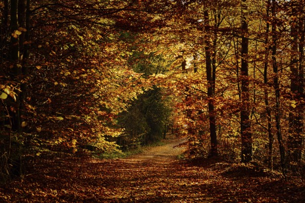 Autumn forest path with dense foliage creating a peaceful, slightly dark atmosphere, fall, trees, forest, leaves, autumn, colors of nature, nature, beautiful forest