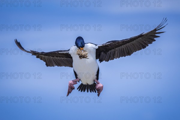 Blue-eyed Cormorant (Phalacrocorax atriceps), also Imperial shag, in flight with nesting material, Pebble Island, Falkland Islands, Great Britain, South Atlantic