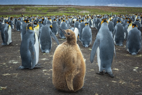 King penguins (Aptenodytes patagonicus) with chicks in a colony, Volunteer Point, Falkland Islands, Great Britain, South Atlantic