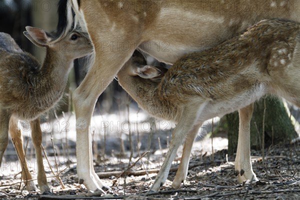 Fallow deer, Dama dama