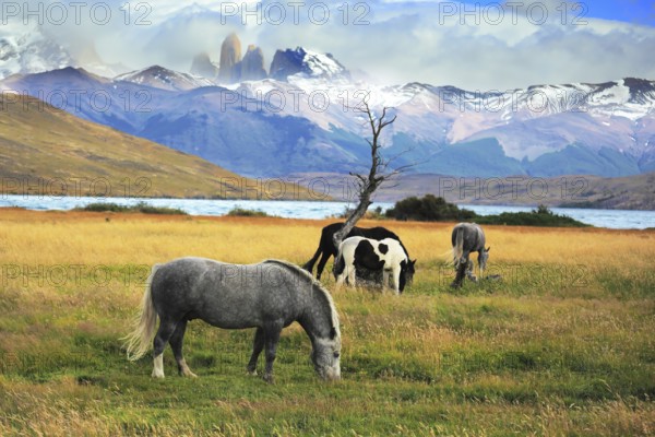 Gray and black horses grazing in a meadow near the lake. On the horizon, towering cliffs Torres del Paine