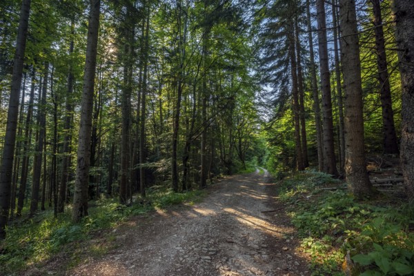 Landscape with dirt road in summer pine forest