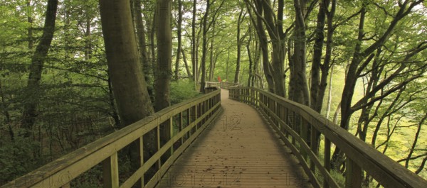 Gangplank in a green beech forest at Moens Klint, Denmark