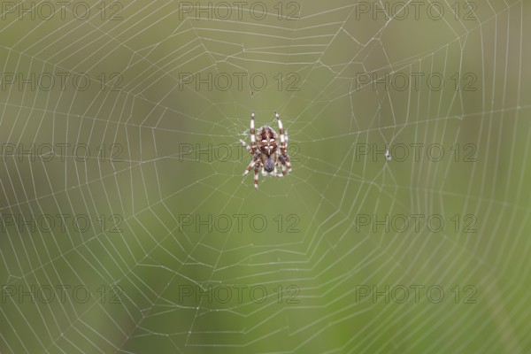Four-spotted cross spider (Araneus quadratus), in the centre of the web, Lower Saxony, Germany