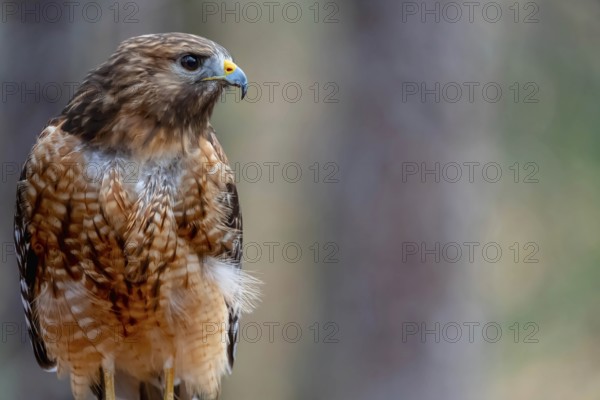 The red-shouldered hawk (Buteo lineatus) is a medium-sized buteo