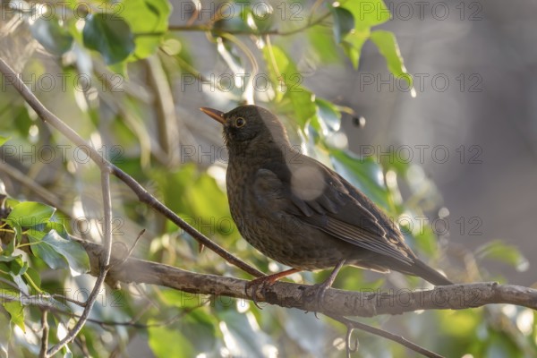 Common Blackbird (Turdus merula) female searching for ivy berries in winter. Bas-Rhin, Alsace, Grand Est, France