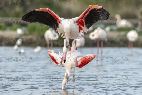 Greater Flamingo couple mating in courtship (Phoenicopterus roseus) in a swamp in spring. Saintes Maries de la Mer, Parc naturel regional de Camargue, Arles, Bouches du Rhone, Provence Alpes Cote d'Azur, France