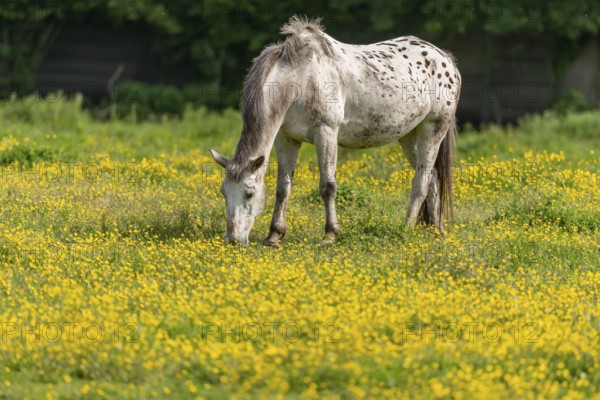 Horse in a green pasture filled with yellow buttercups. Bas-Rhin, Collectivite europeenne d'Alsace, Grand Est, France