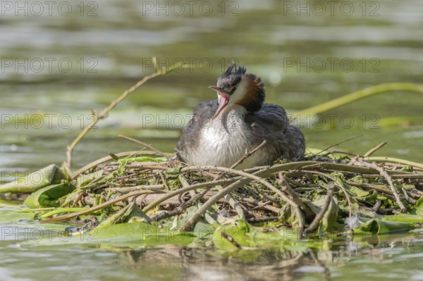 Great Crested Grebe beak wide open (Podiceps cristatus) on on the nest. Bas-Rhin, Collectivite europeenne d'Alsace, Grand Est, France