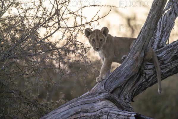 Lion cub (Panthera leo juvenil) on tree trunk, Hyena pan private Game reserve, Khwai river area, Okavango Delta, Maun, Botswana