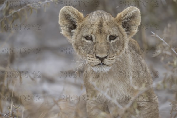 Lion cub (Panthera leo juvenil), Hyena pan private game reserve, Khwai river area, Okavango Delta, Maun, Botswana