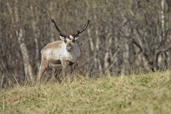 Reindeer (rangifer tarandus) with antlers in a meadow in spring