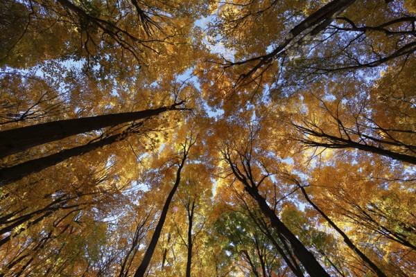 Nature, autumnal forest, view from below into the tree tops, Province of Quebec, Canada